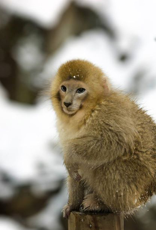 Nem létező állatokat kreál egy nő - fotók Nem létező állatokat kreál egy nő - fotók