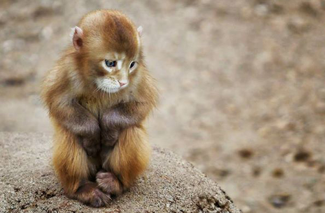 Nem létező állatokat kreál egy nő - fotók Nem létező állatokat kreál egy nő - fotók