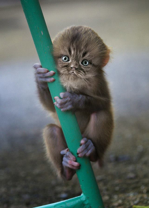 Nem létező állatokat kreál egy nő - fotók Nem létező állatokat kreál egy nő - fotók