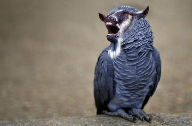 Nem létező állatokat kreál egy nő - fotók