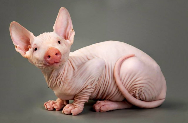 Nem létező állatokat kreál egy nő - fotók