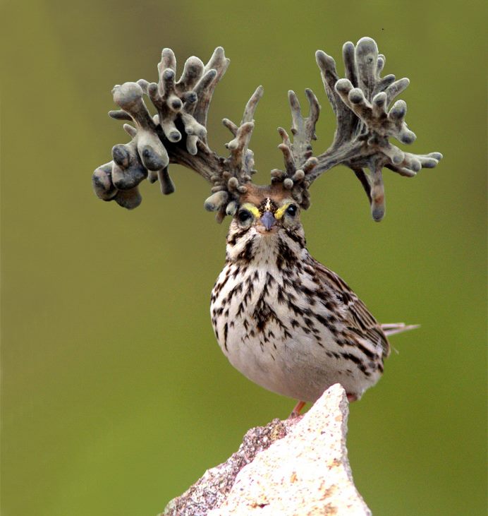 Nem létező állatokat kreál egy nő - fotók