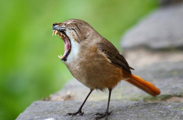 Nem létező állatokat kreál egy nő - fotók
