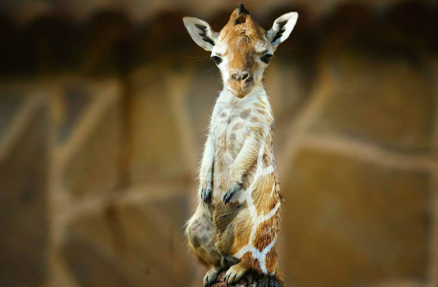 Nem létező állatokat kreál egy nő - fotók