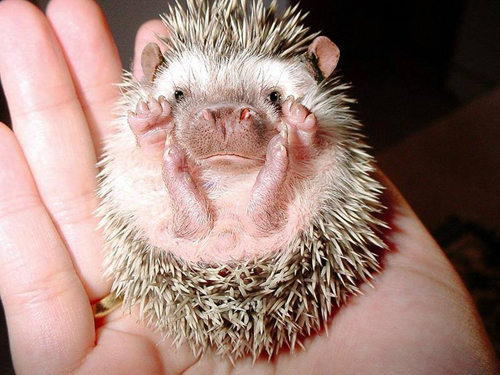 Nem létező állatokat kreál egy nő - fotók