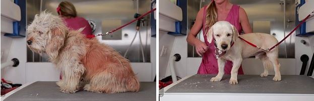 10 kutya, akik idén már nem a menhelyen karácsonyoznak