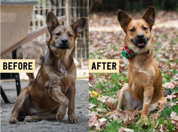 10 kutya, akik idén már nem a menhelyen karácsonyoznak