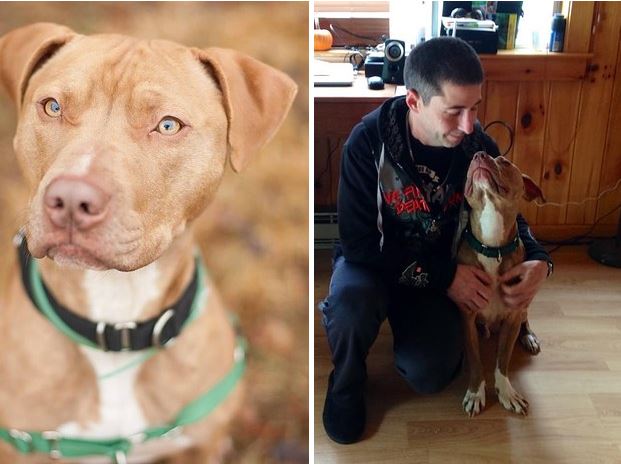 10 kutya, akik idén már nem a menhelyen karácsonyoznak