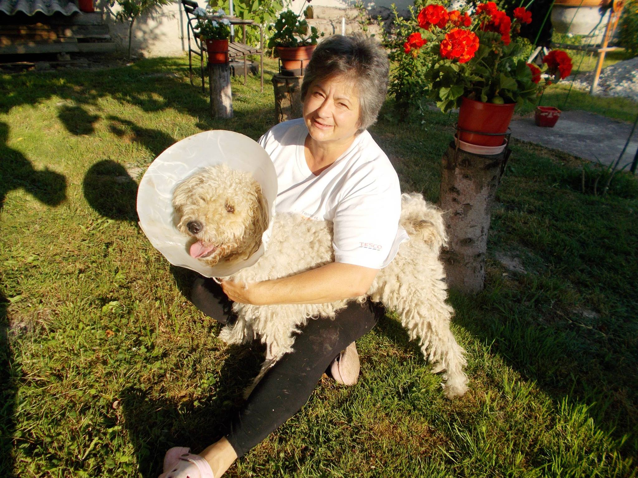 10 kutya, akik idén már nem a menhelyen karácsonyoznak