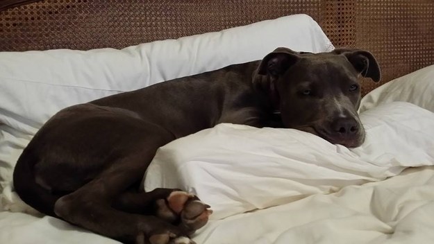 10 kutya, akik idén már nem a menhelyen karácsonyoznak