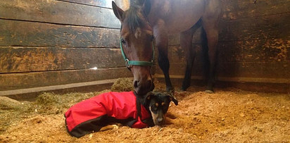 10 kutya, akik idén már nem a menhelyen karácsonyoznak