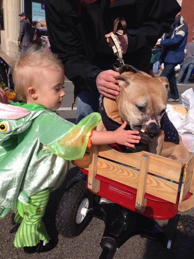 10 kutya, akik idén már nem a menhelyen karácsonyoznak