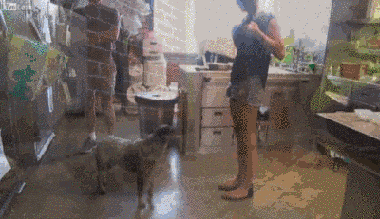 10 kutya, akik idén már nem a menhelyen karácsonyoznak