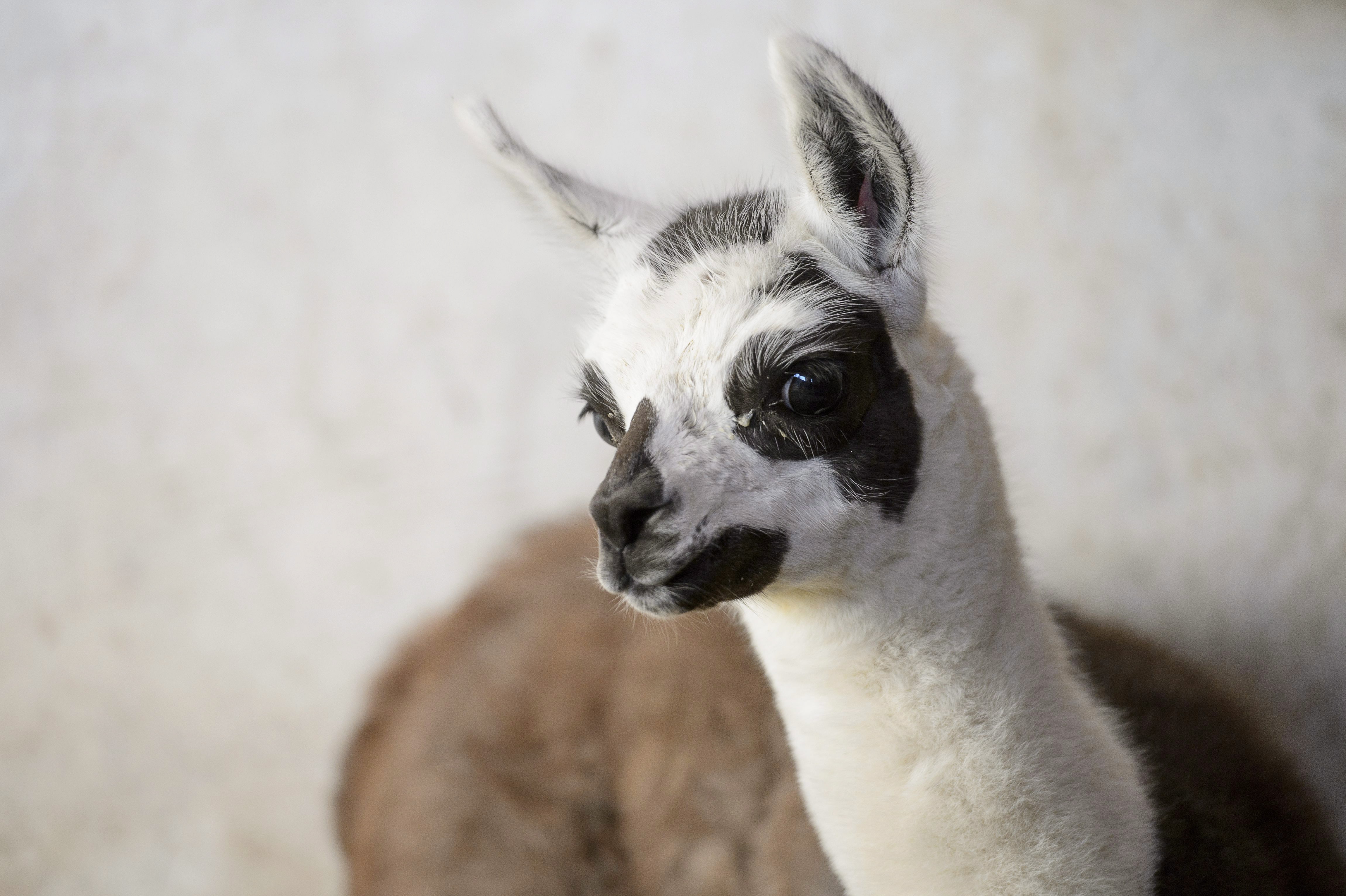 Cukiság: nézd meg a gyöngyösi 3 napos lámakölyköt!
