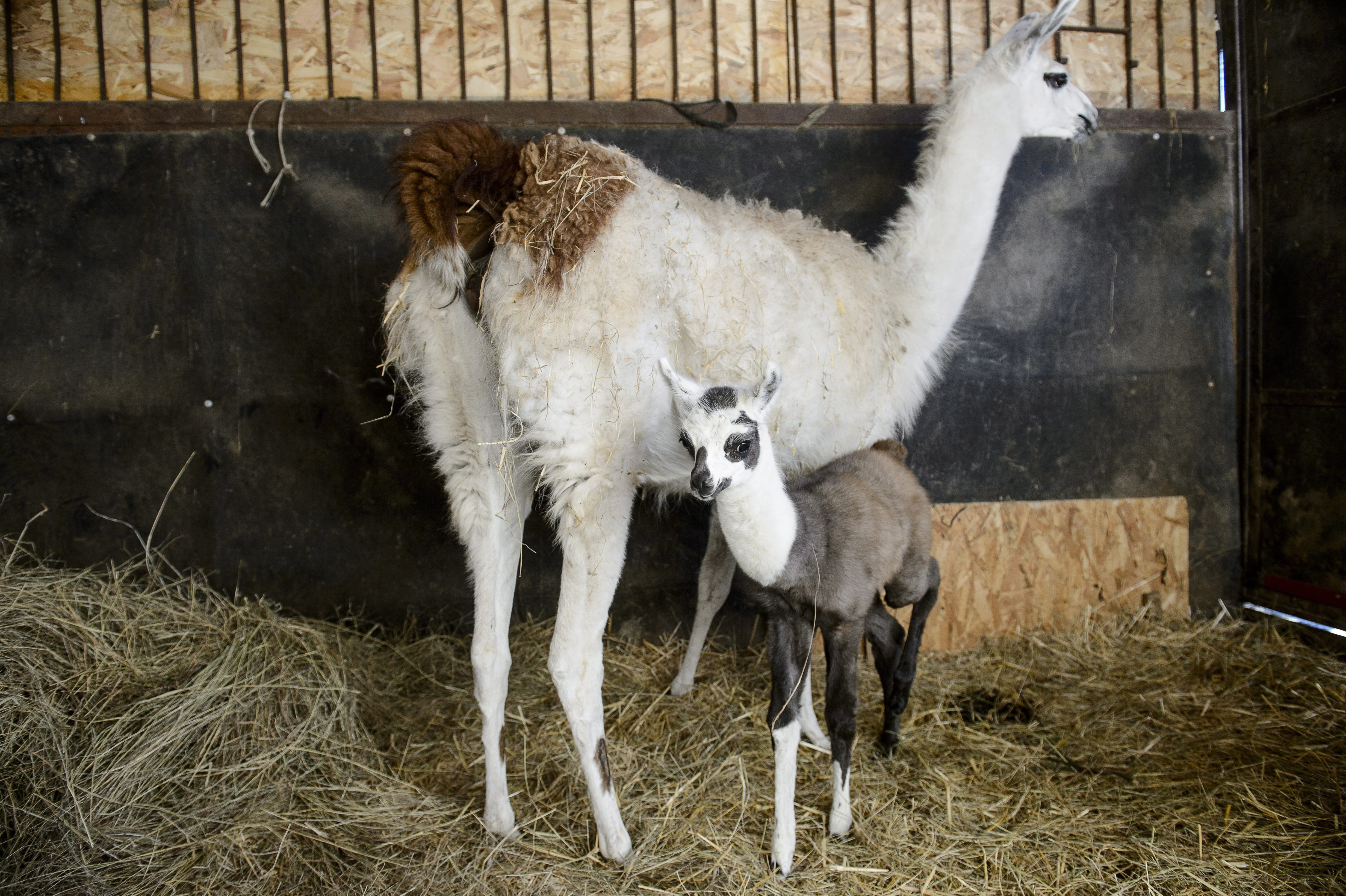 Cukiság: nézd meg a gyöngyösi 3 napos lámakölyköt!