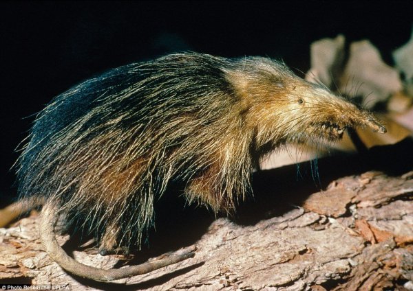 A világ 22 legcsúnyább állata A világ 22 legcsúnyább állata