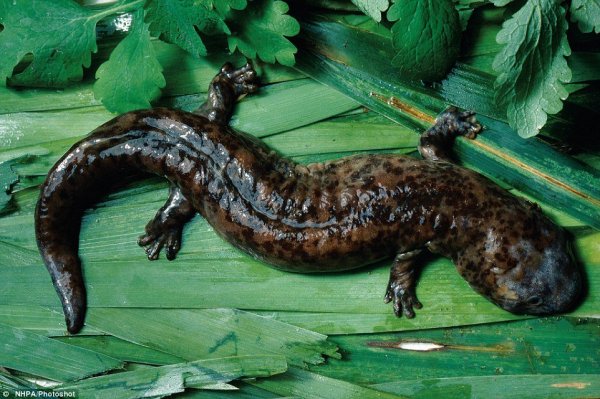 A világ 22 legcsúnyább állata A világ 22 legcsúnyább állata