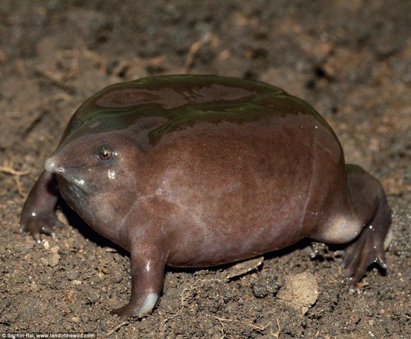 A világ 22 legcsúnyább állata A világ 22 legcsúnyább állata