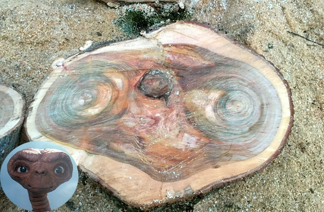 Kivágott egy fát és akkor jött a meglepetés - fotó