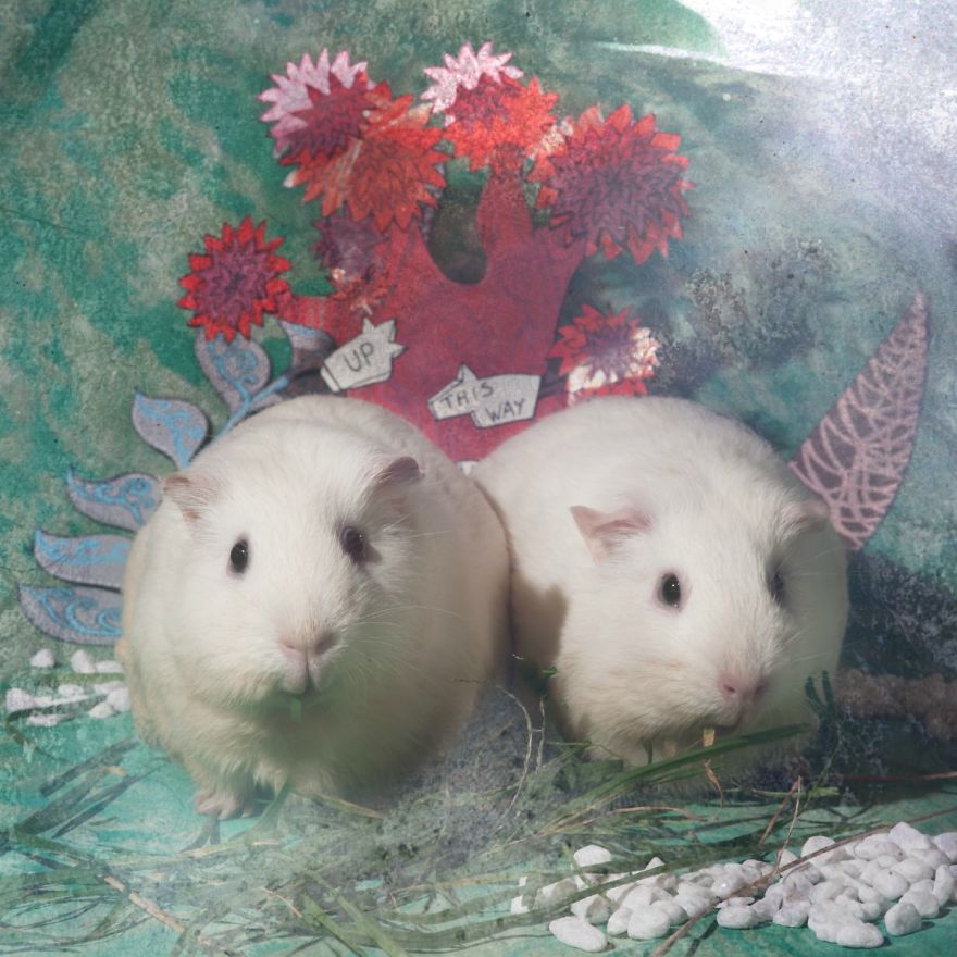 Szörnyű genetikai kísérletekektől megmentett állatokról készítettek fotósorozatot