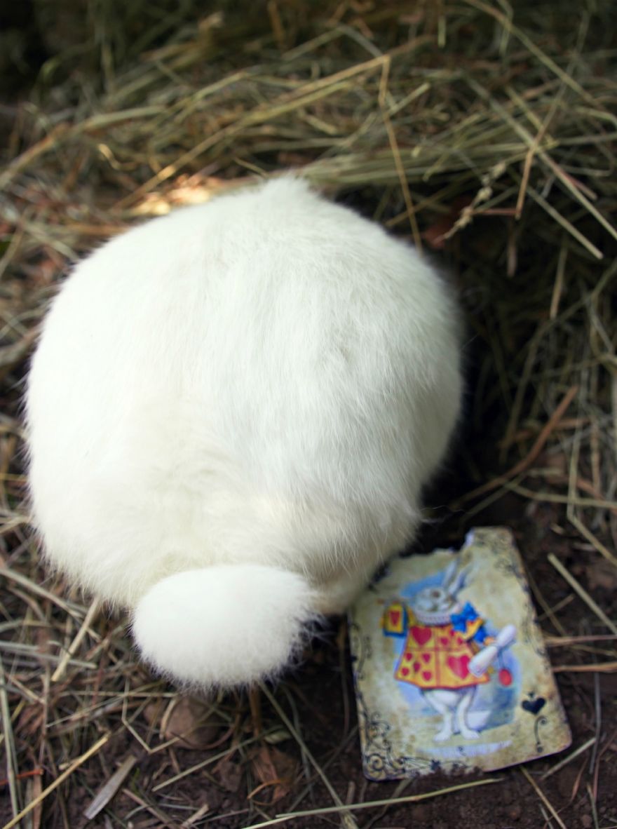 Szörnyű genetikai kísérletekektől megmentett állatokról készítettek fotósorozatot