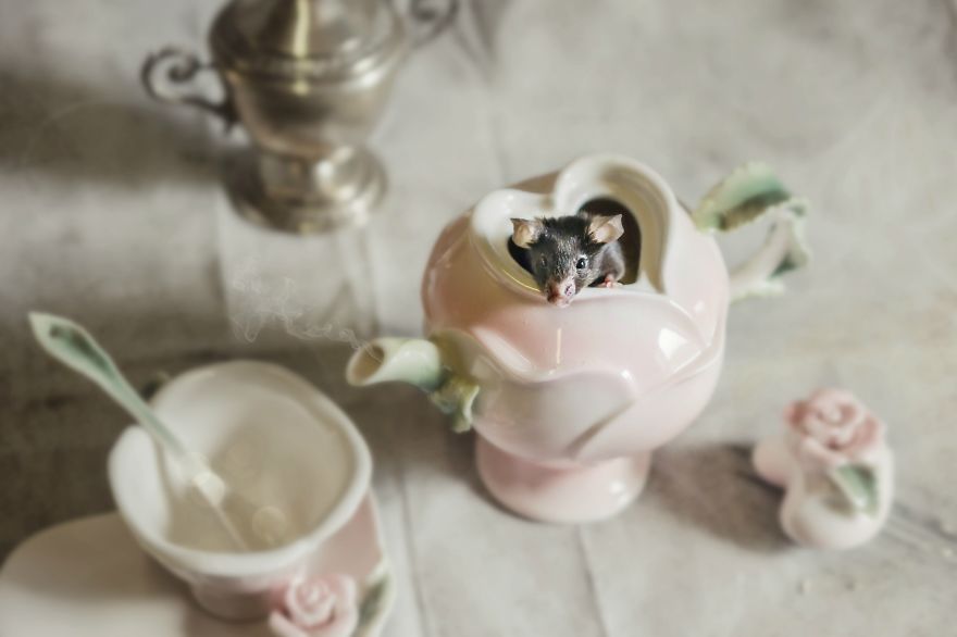 Szörnyű genetikai kísérletekektől megmentett állatokról készítettek fotósorozatot