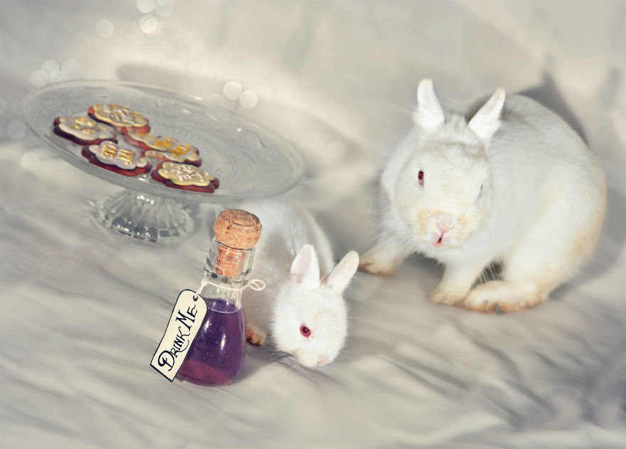 Szörnyű genetikai kísérletekektől megmentett állatokról készítettek fotósorozatot