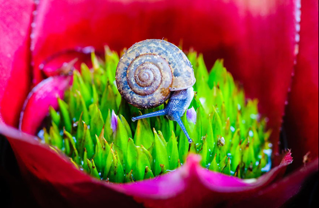20 varázslatos fotó csigákról