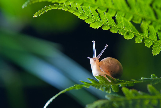 20 varázslatos fotó csigákról