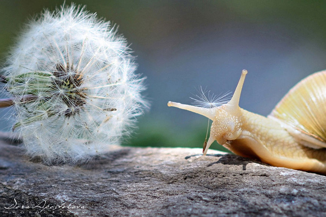 20 varázslatos fotó csigákról