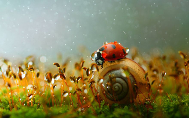 20 varázslatos fotó csigákról