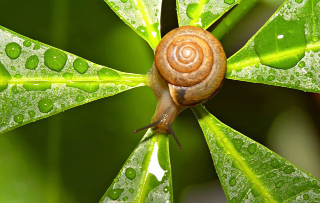 20 varázslatos fotó csigákról