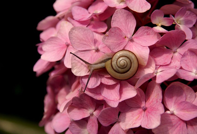 20 varázslatos fotó csigákról