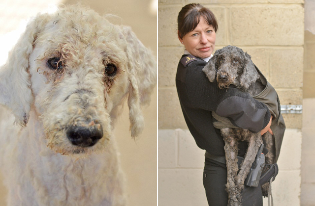 Lenyűgöző átváltozás: kiderült, milyen szépek a mentett kutyák