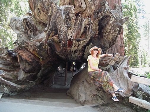 Csodálatos mamutfenyők