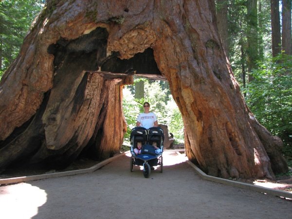 Csodálatos mamutfenyők