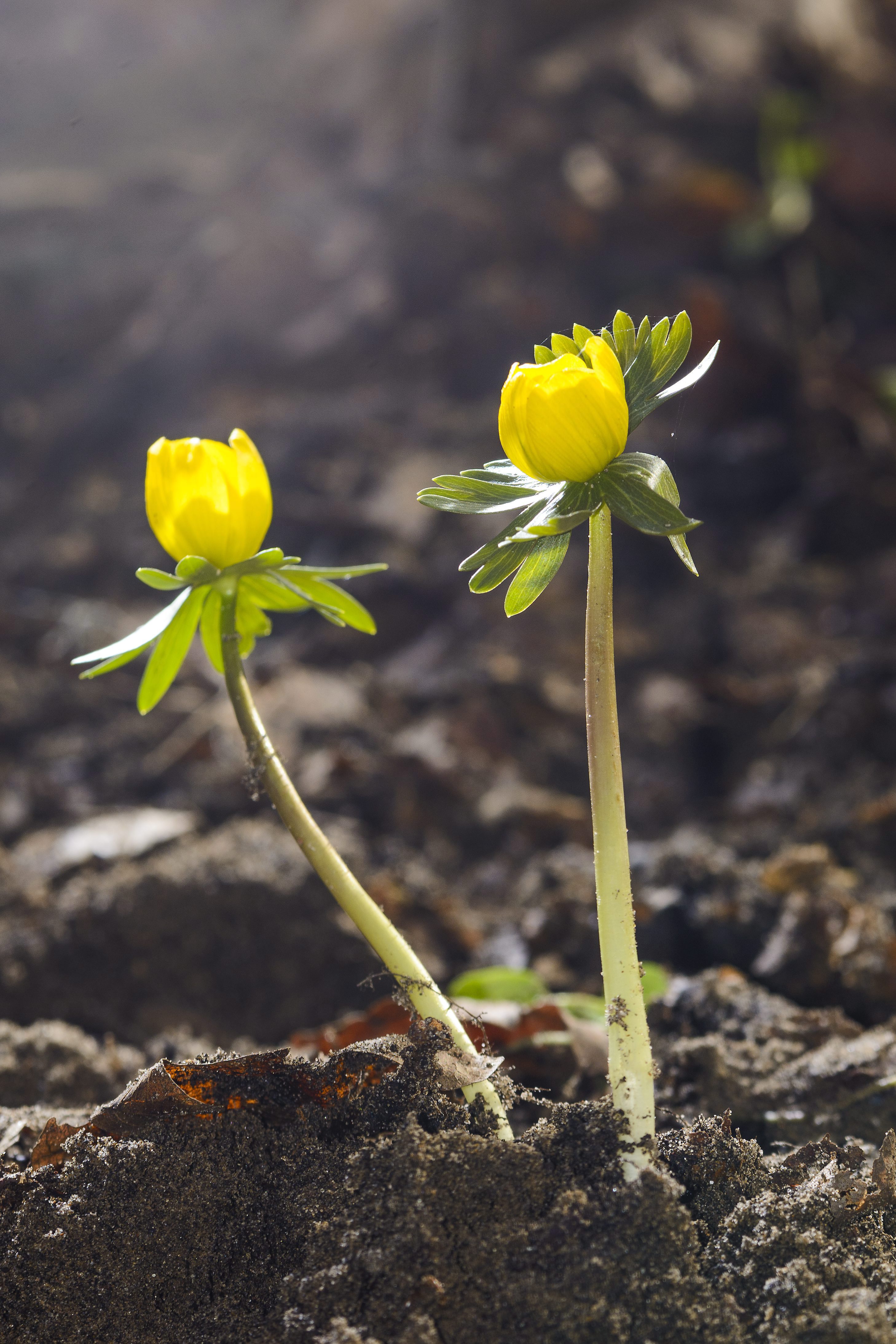 Vége a télnek? Virágzik a téltemető