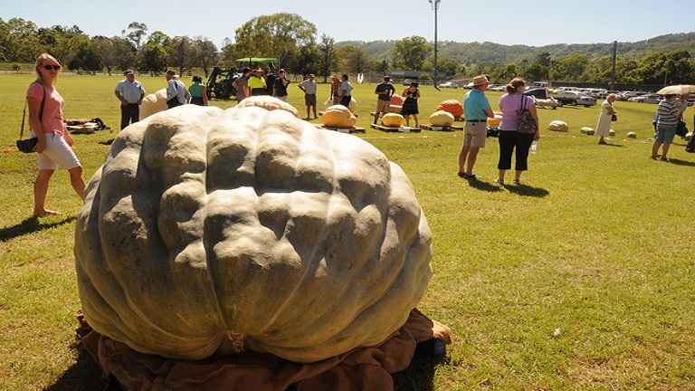 Forrás: facebook/Summerland Pumpkin Competition
