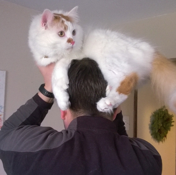 Itt az új mém: a macskalap 