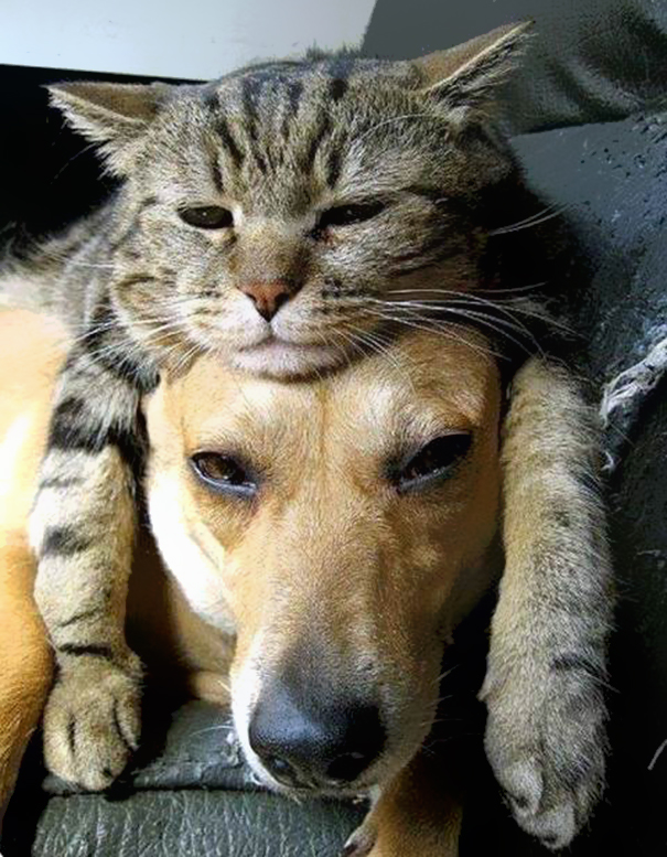 Itt az új mém: a macskalap 