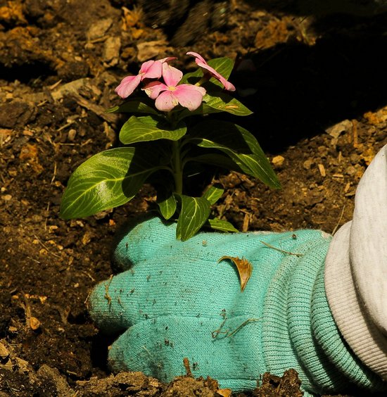 A 10 legjobb tanács, ha most kezdesz kertészkedni