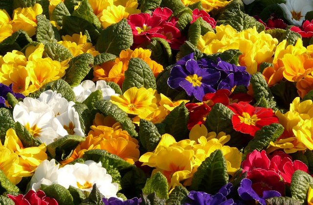 Ezt tedd, hogy évekig megmaradjon a kankalin