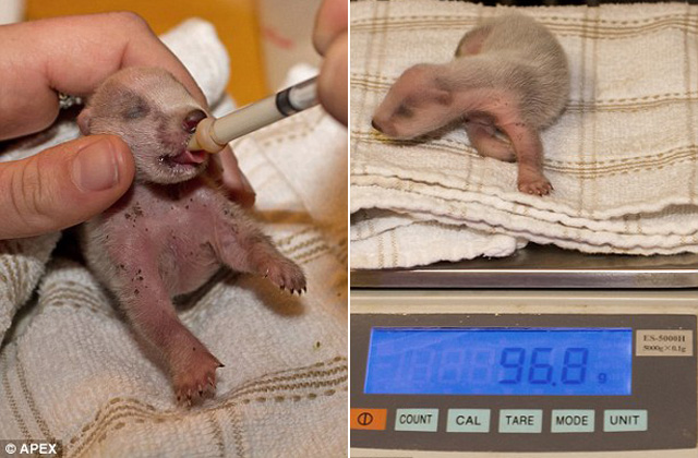 Egy kutya mentette meg az árva borzkölyköt