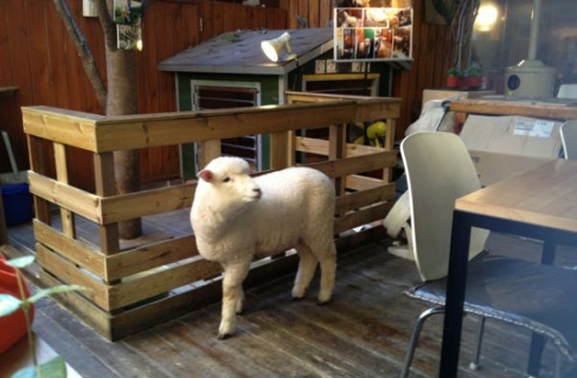 Kávézz bárányokkal!