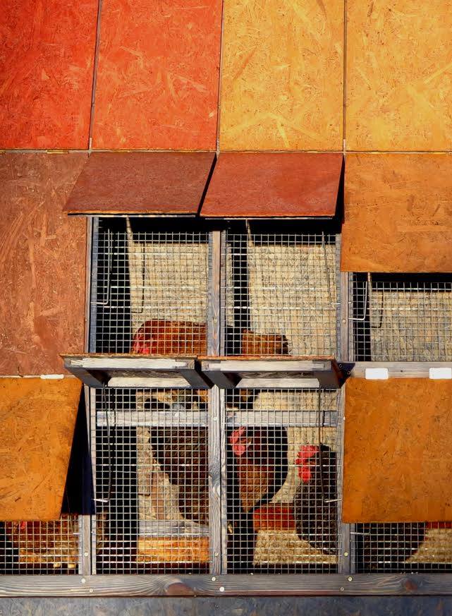 Mostantól erkélyen is tarthatunk tyúkokat