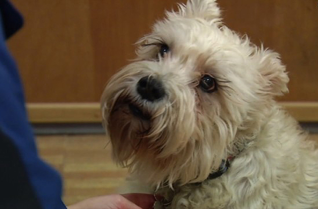 Gazdája után szökött a kórházba a kutya Gazdája után szökött a kórházba a kutya