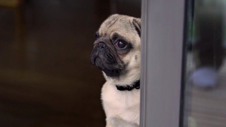 Olvadnak a szívek egy cuki kutyusos reklámtól Olvadnak a szívek egy cuki kutyusos reklámtól