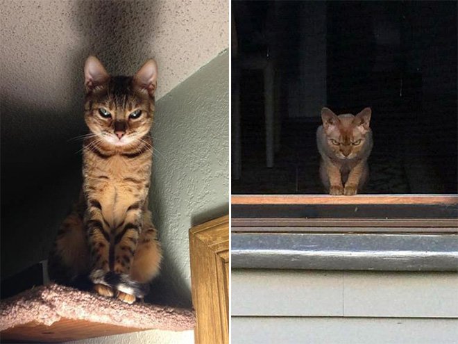 Macskák gyilkos zöld szemmel Macskák gyilkos zöld szemmel