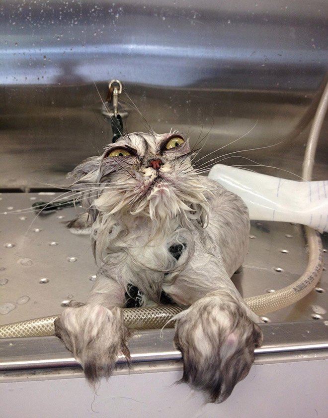 Macskák gyilkos zöld szemmel Macskák gyilkos zöld szemmel