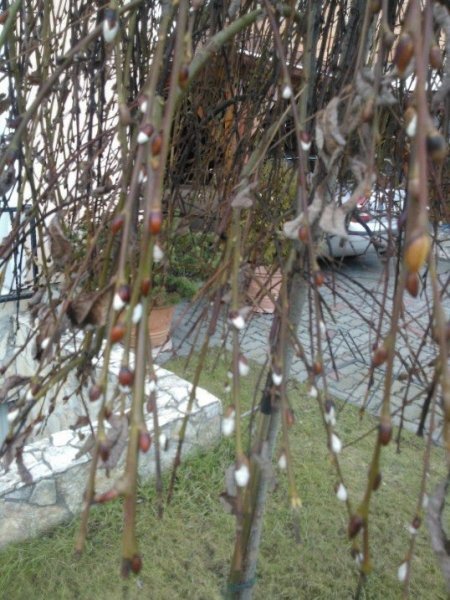 10+1 tavaszi kép, ami szebbé teszi a napodat